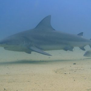 TOUR CABO PULMO-LA PAZ 2022